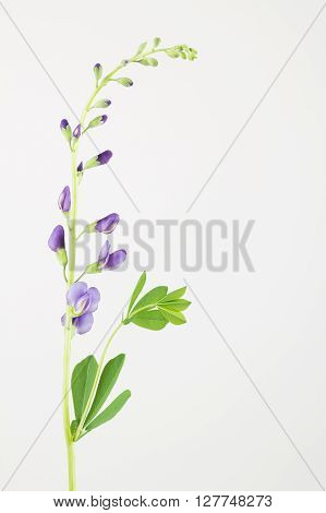 Fresh cut stem of blue false indigo flower aka baptisia with copy space. Native perennial to USA.