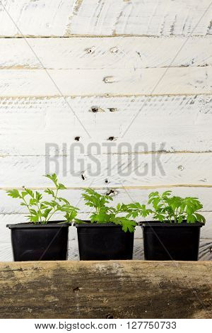 Young Green Shoots Of Feverfew Medicinal Herb White Background