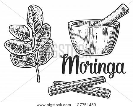 Moringa leaves and pod. Mortar and pestle. Vector vintage engraved illustration