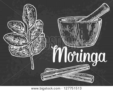 Moringa leaves and pod. Mortar and pestle. Vector vintage engraved illustration
