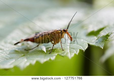 Female of panorpa communis on green leaves.
** Note: Shallow depth of field