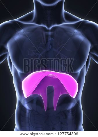 Human Diaphragm Anatomy Illustration . 3D render