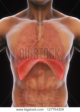 Human Diaphragm Anatomy Illustration . 3D render