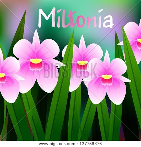 Beautiful Flower, Illustration Of Orchid Miltonia With Green Leaves. Vector