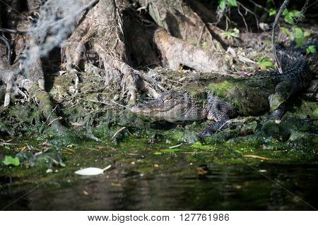 Alligator In Florida Swamp