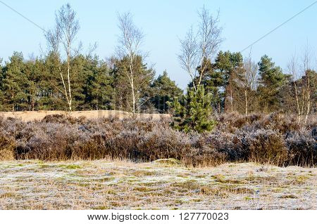 Frosted plants and webbing on the grass with trees in the background.