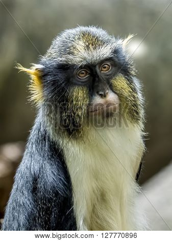 Closeup portrait of a Wolf's Monkey