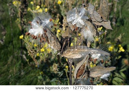 The seed pods of a common milkweed plant (Asclepias syriaca) open to disburse seeds during November at the Wildflower Park in Naperville, Illinois.