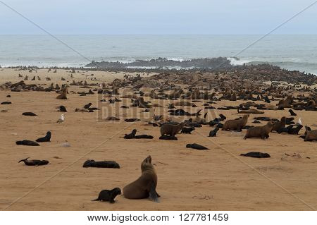Cape Fur Seals