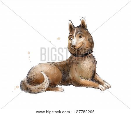 Husky or Siberian Laika watercolor. Watercolor sketch of Husky. Hand drawn Laika. Illustration of lie brown dog isolated on white.