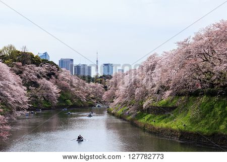 Chidorigafuchi park during the spring season this area is popular sakura spot at Tokyo Japan.