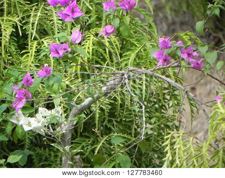 The beauty of Bougainvillea spectabilist aken pictures of East Kalimantan