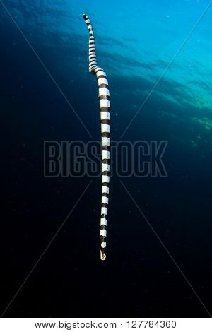 Banded Sea Krait