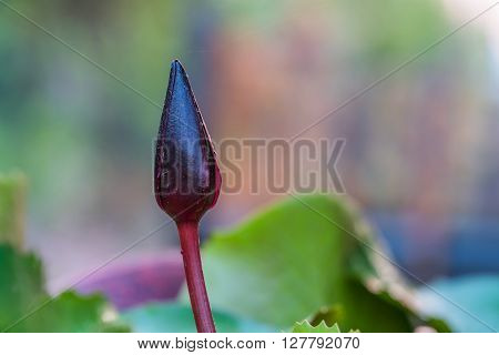 Close up of a purple bud lotus