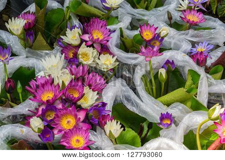 The group of colorful of lotus flower in plastic bags