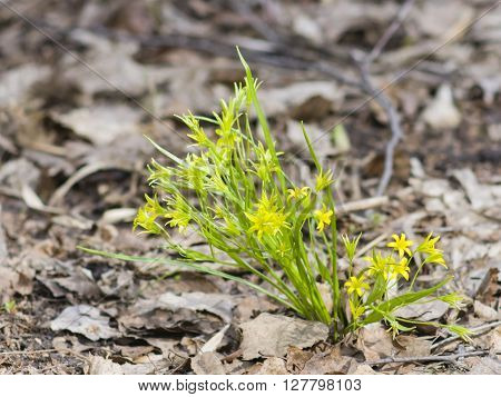 Blooming Yellow Star-of-Bethlehem Gagea lutea closeup selective focus shallow DOF
