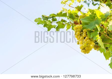Bunch Of White Grapes
