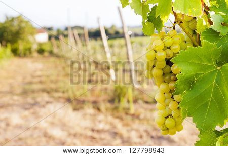 Bunch Of White Grapes