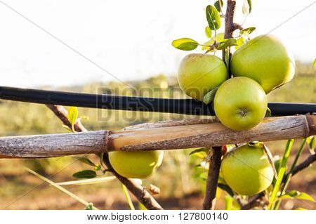 Green Apple On Its Shaft With Irrigation Pipe