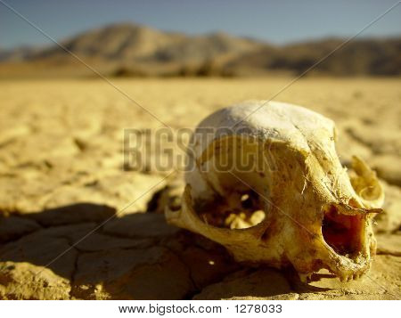 Crânio do deserto