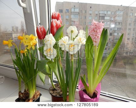 May Bouquet of flowers as a gift to women