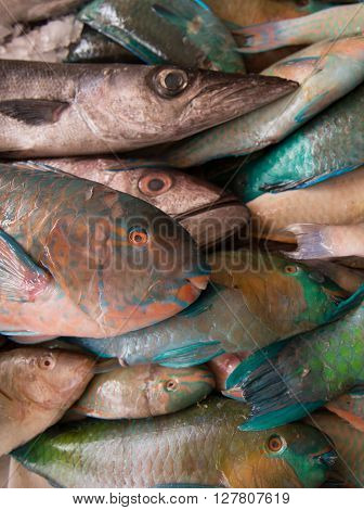 Fresh fish at the seafood market.\nTraditional fish in market. Hurghada. Egypt.