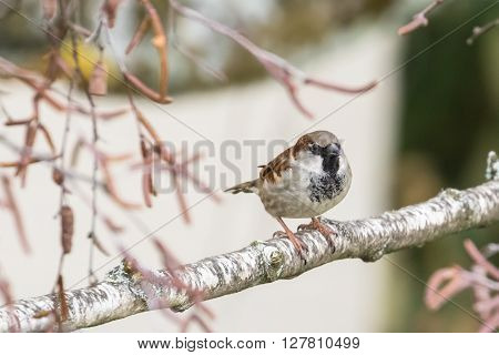 Close Up View Of House Sparrow