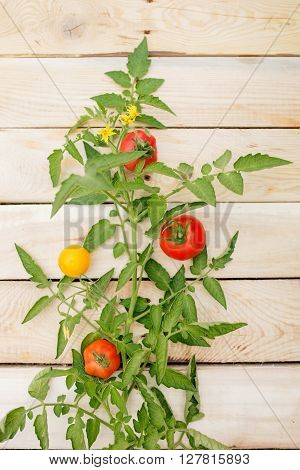 Decorative tomatoes tree on light wooden background