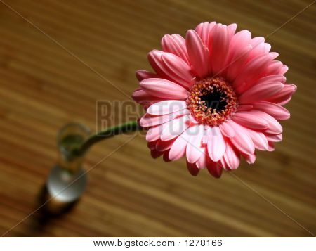 Gerbera 데이지