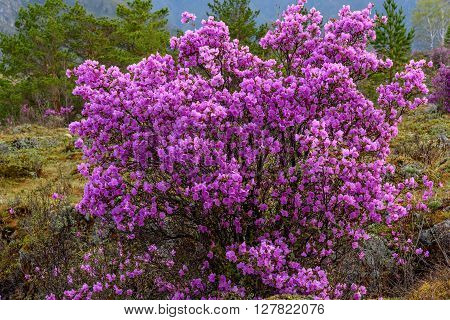 Very beautiful bright bush rhododendron Ledebour with magenta flowers on a background of trees in the Altai Mountains