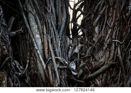 Close up Banyan Tree at Songkhla park Thailand