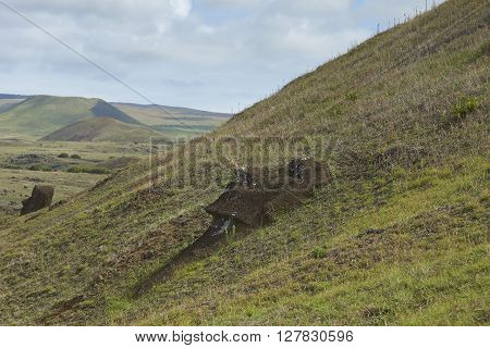 Rano Raraku. Abandoned and partially buried statues on the slopes of the extinct volcano which was the quarry from which the Moai statues of Rapa Nui (Easter Island) were carved.