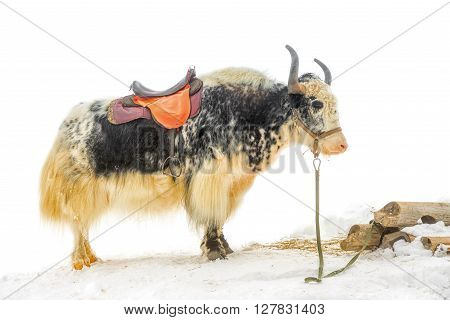 yak with saddle standing in the snow is isolated on white background close up