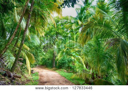 ground road in jungle of fresh bright green palm trees sunny day