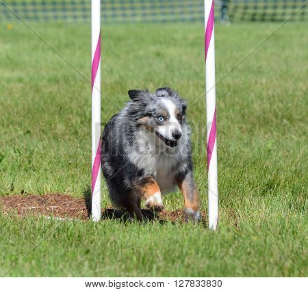 Miniature American (formerly Australian) Shepherd Doing Weave Poles at Dog Agility Trial