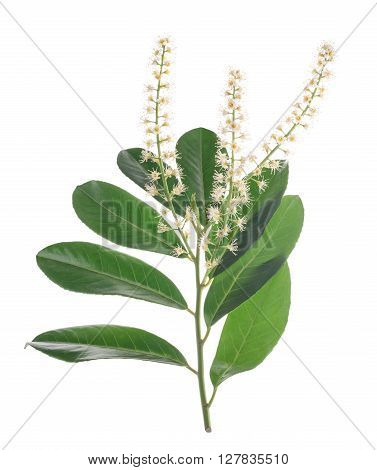 Prunus laurocerasus flowers isolated on white background