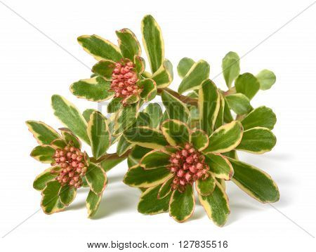 Sedum spurium Tricolor flowers isolated on white