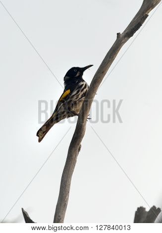 honeyeater is perching on the branch in Australia