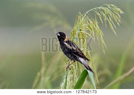 Male bobolink foraging on wild rice stalks.