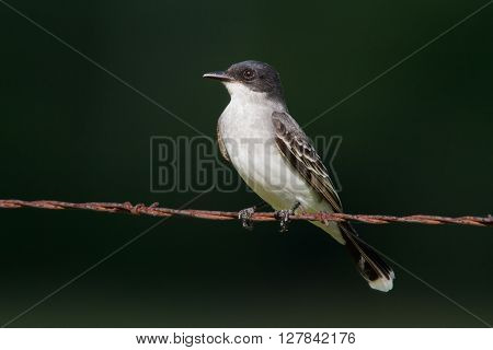 Eastern Kingbird on barbwire against a dark green background.