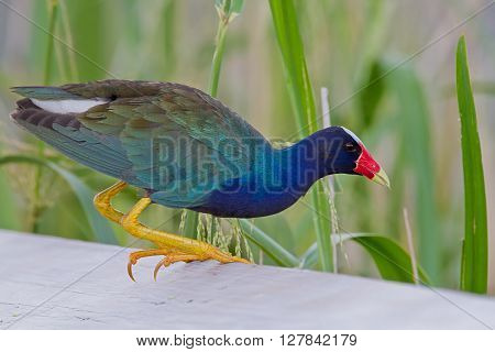 Purple Gallinule or Yellow-legged Gallinule eating wild rice.