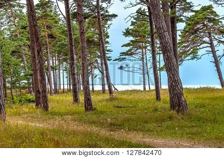 View On Beach From Forest