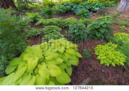 Hostas Variety in garden landscaping during spring season
