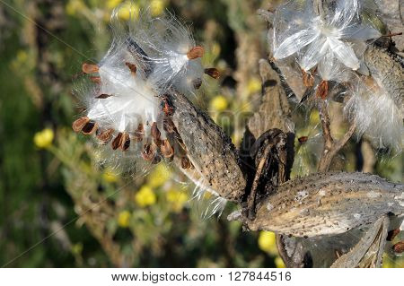The seed pods of a common milkweed plant (Asclepias syriaca) open to disburse seeds during November at the Wildflower Park in Naperville, Illinois.
