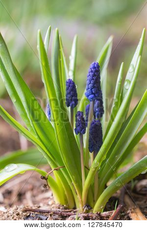 muscari in the spring after the rain closeup
