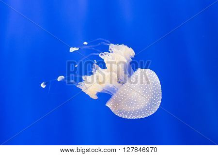Australian Spotted Jellyfish Or Phyllorhiza Punctata