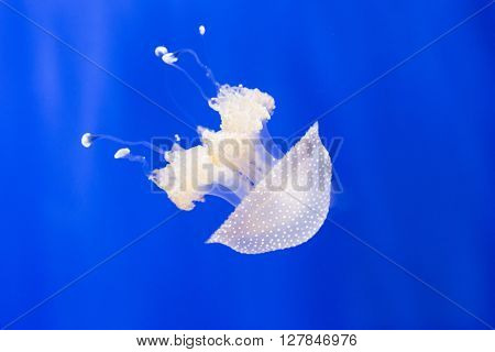 Phyllorhiza Punctata Or Australian Spotted Jellyfish