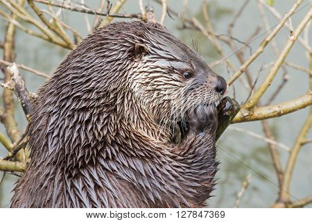 Portrait of a european otter in a wildpark
** Note: Soft Focus at 100%, best at smaller sizes