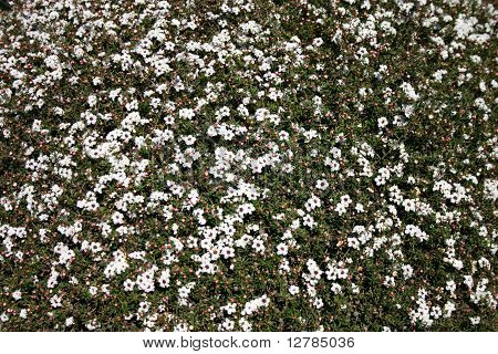 Wax Flower Bush
