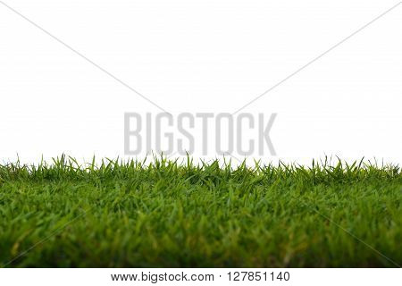 Green grass meadow field isolated on white background